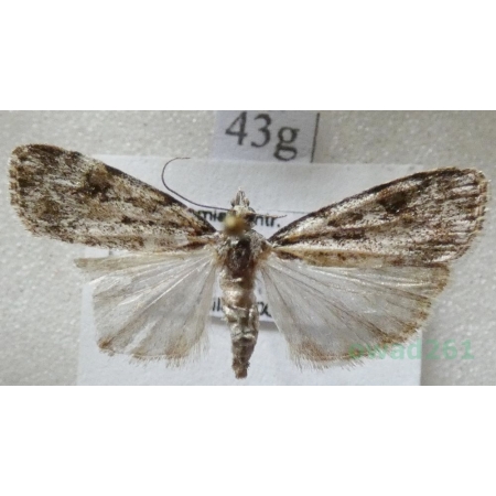 Scoparia basistrigalis Knaggs, 1866 Zamiotka bazikreska Czech43g